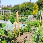 Moestuin