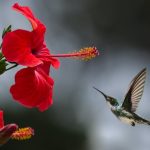 Je ziet een bloem, waar een vogel op af komt.